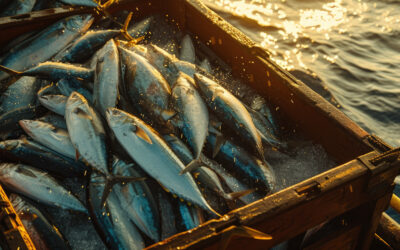 Bonito del Norte y ventresca: el sabor del verano en el Cantábrico